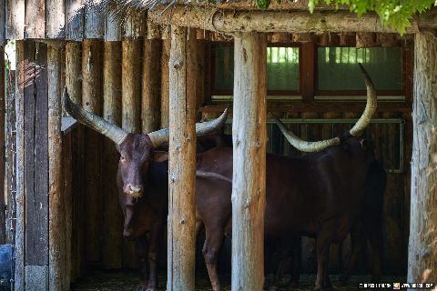 Gemeinde Straubing Landkreis Straubing-Bogen Zoo Tiergarten Straubing (Dirschl Johann) Deutschland SR